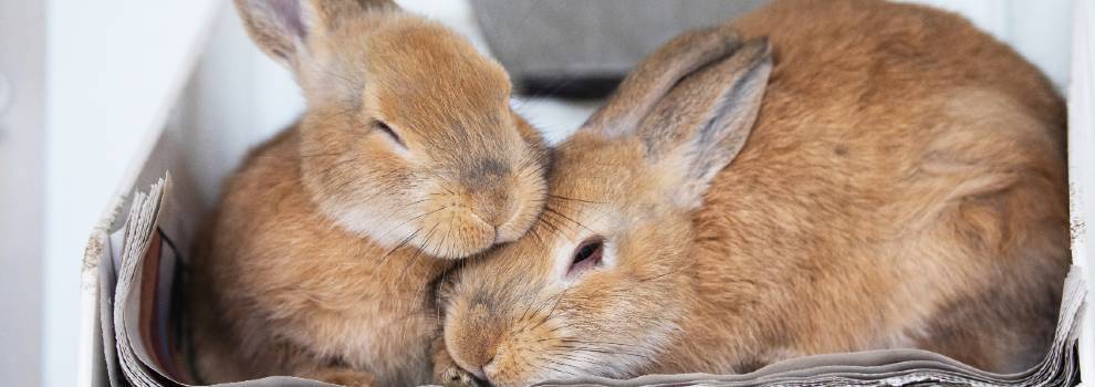 What is a male and female hot sale rabbit called